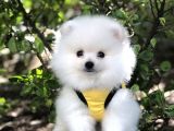Pomeranian Boo Yavrular
