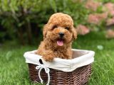 Dişi Erkek Red Brown Toy Poodle Yavrular