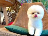 Ayı Surat Pomeranian Boo Yavrularımız