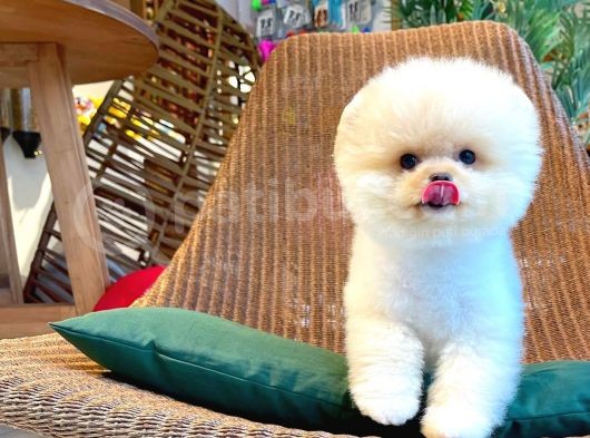 Ayı Surat Pomeranian Boo Yavrularımız