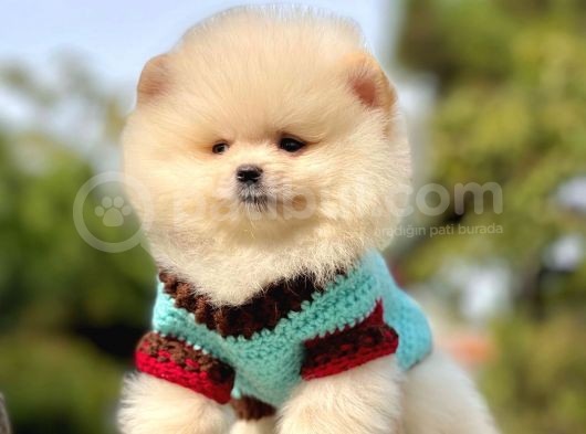 Mini Boy Pomeranian Yavrular görsel