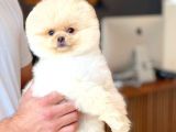 Ayı Surat Pomeranian Boo Yavrularımız