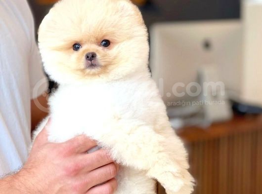 Ayı Surat Pomeranian Boo Yavrularımız görsel