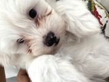 Maltese Terier