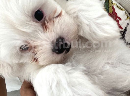 Maltese Terier görsel
