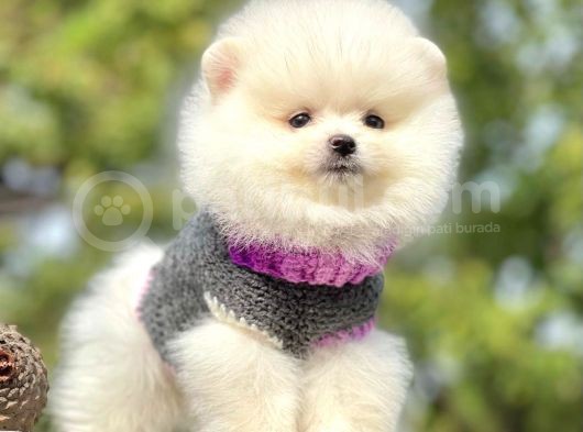 Ayıcık Surat Boo Pomeranian Yavrular görsel