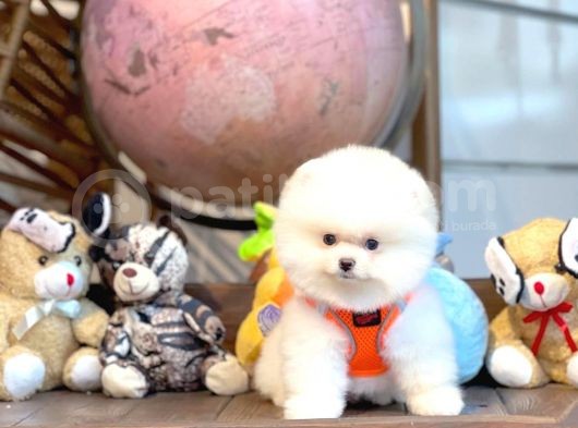 Ayı Surat Pomeranian Boo Yavrularımız görsel