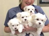 Mini Boy Maltese Yavrular
