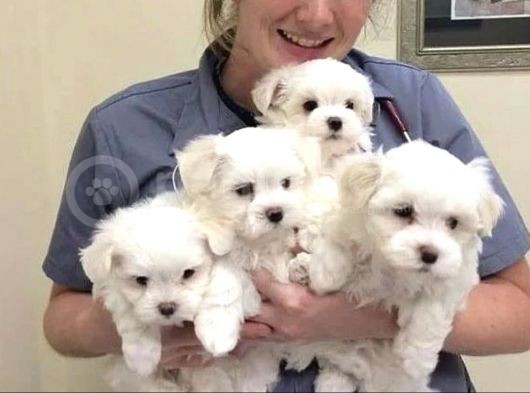 Mini Boy Maltese Yavrular