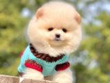 Mini Boy Pomeranian Yavrular