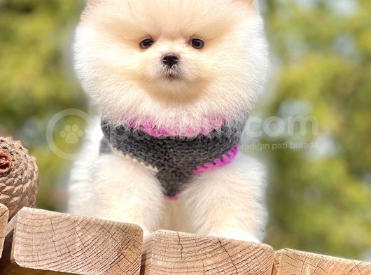 Ayıcık Surat Boo Pomeranian Yavrular görsel