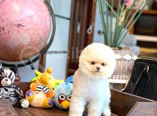 Ayı Surat Pomeranian Boo Yavrularımız görsel