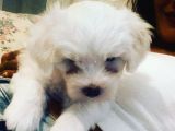 Maltese Terier
