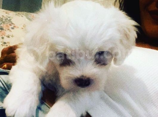 Maltese Terier