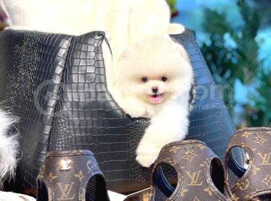 Ayı Surat Pomeranian Boo Yavrularımız