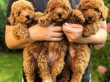Red Brown Toy Poodle Yavrular