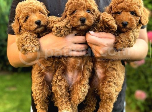Red Brown Toy Poodle Yavrular