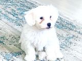 Maltese Terier