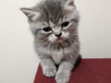 Scottish Fold Yavrular Ve Silver Taby Yavrular 50 Günlük