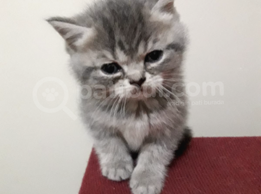 Scottish Fold Yavrular Ve Silver Taby Yavrular 50 Günlük görsel