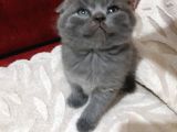 Scottish Fold Yavrular Ve Silver Taby Yavrular 50 Günlük