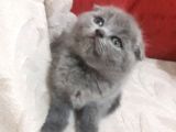 Scottish Fold Yavrular Ve Silver Taby Yavrular 50 Günlük