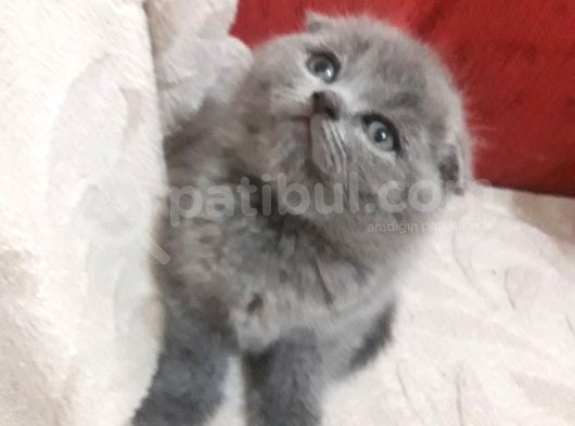 Scottish Fold Yavrular Ve Silver Taby Yavrular 50 Günlük görsel