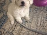 Maltese Terier