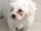 Maltese Terier