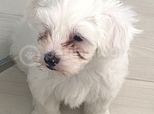Maltese Terier görsel