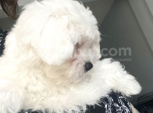 Maltese Terier görsel