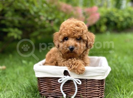 Dişi Erkek Red Brown Toy Poodle Yavrular görsel