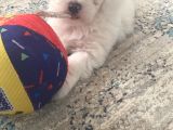 Maltese Terier