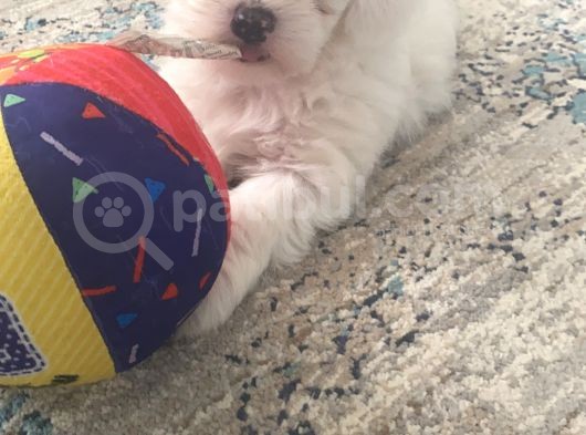Maltese Terier görsel