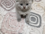 Scottish Fold Yavrular ve Silver Taby Yavrular 50 Günlük