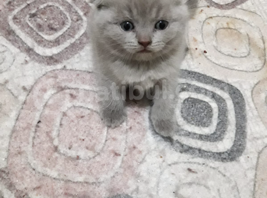 Scottish Fold Yavrular Ve Silver Taby Yavrular 50 Günlük