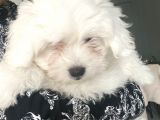 Maltese Terier