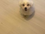Maltese Terier