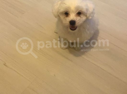 Maltese Terier görsel