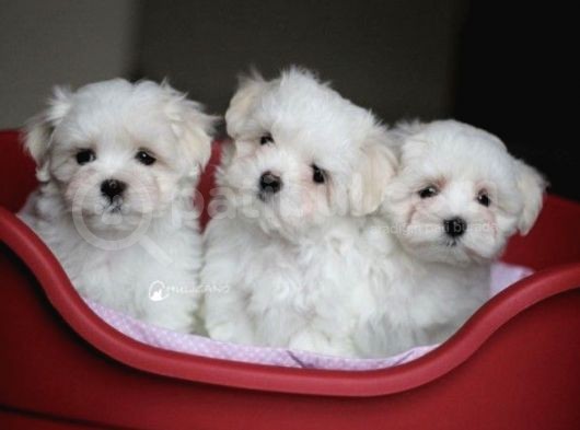 Mini Boy Maltese Yavrular görsel