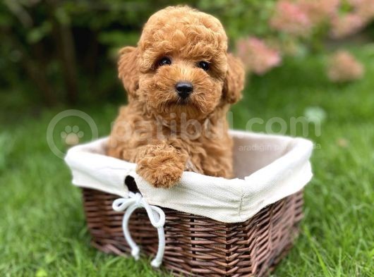 Dişi Erkek Red Brown Toy Poodle Yavrular görsel