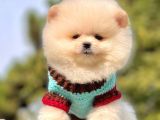 Mini Boy Pomeranian Yavrular