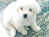Maltese Terier