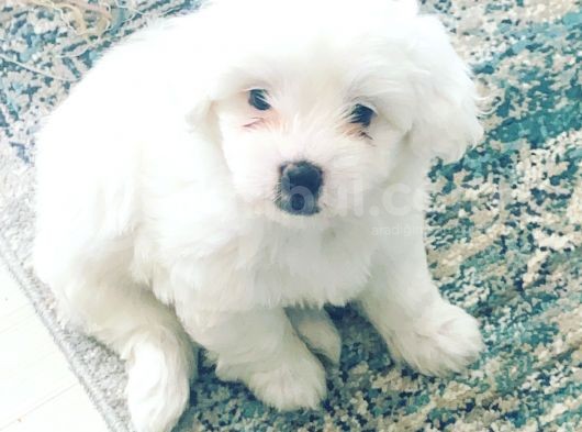 Maltese Terier görsel