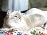 British Shorthair Ny 21 33