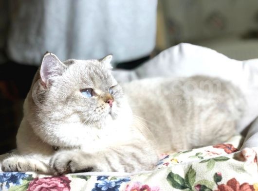 British Shorthair Ny 21 33 görsel