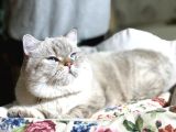 British Shorthair Ny 21 33