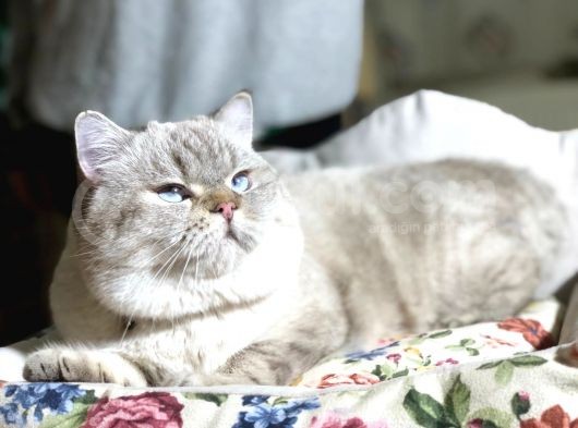 British Shorthair Ny 21 33 görsel