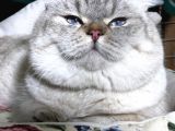 British Shorthair Ny 21 33