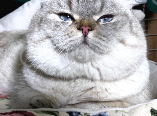 British Shorthair Ny 21 33 görsel